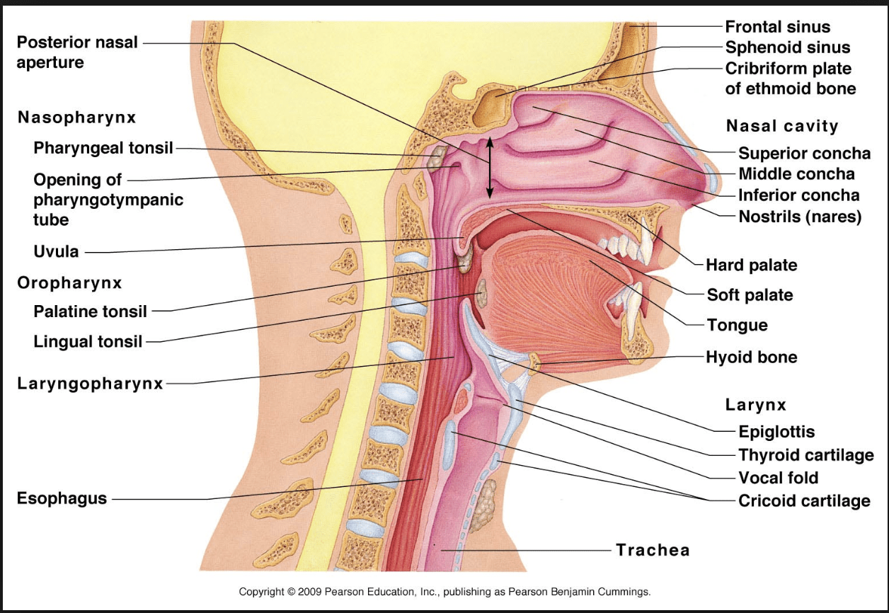 The Benefits of Nasal Breathing - Chiropractor | Aurora, Colorado